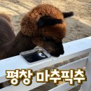 [평창 휘닉스 가볼만한 곳] 깨끗하게 잘 관리된 알파카 카페 마추픽추 내돈내산 후기