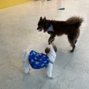 놀면뭐하개 이미지