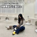 수팰리스 | 강동구 애견카페, 호텔 러버독&amp;도그팰리스 방문 후기