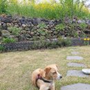 그린마멀레이드 이미지