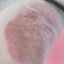 명지애견 이미지