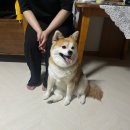 독스쿨 이미지