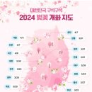 2024년 벚꽃 개화시기 이미지