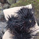 비빔사계 이미지