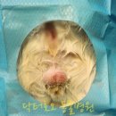 닥터호오 동물병원 | 5개월령 남자고양이가 중성화수술 하러 내원했어요~ (feat. Castration) 마포 닥터호오 동물병원