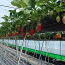 수출 농산물 이미지