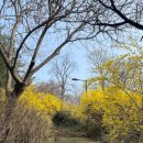 몽촌빗물펌프장 화장실 | 서울 가볼만한 곳) 2026 응봉산 개나리 축제 후기