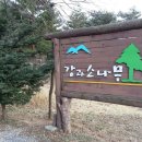 강과소나무 이미지