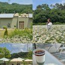 카페지새울 | 아산 카페 지새울 후기｜스플라스리솜 주변 카페·샤스타데이지 명소