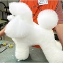 베스트 의정부 애견 미용학원 이미지