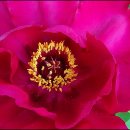 동박새우는집 이미지