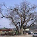 용장리 느티나무 이미지