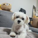 견생원 이미지