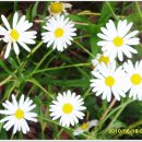 의성북부초등학교 이미지