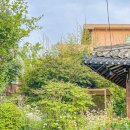 강릉 김씨네 탱자나무집