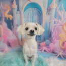 아보네 멍빌리지 이미지