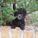 의정부 요미독앤캣 강아지분양 고양이분양 | 청라강아지분양 후기 우리집 막내 새로 맞이한 댕댕이 이야기