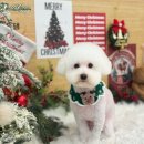 댕댕살롱앤스파 이미지