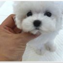 로얄펫 강아지분양 고양이분양 전주본점 네이버블로그