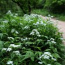 곰배령이야 이미지