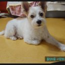 우신 애견 미용실 네이버블로그
