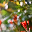 해성오리 이미지