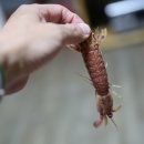 서호전통시장 이미지