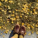 향교 입구 공중화장실 | 경남 은행나무 명소 : 함안향교 단풍 가을여행지