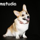 스튜디오코기 네이버블로그