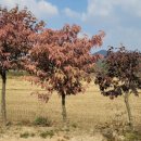 이쁜농장 이미지