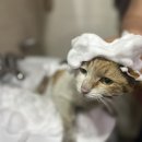 c.a그린 이미지