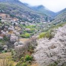 금산 보곡산골 산벚꽃=4월11일~19일=300만 평 산자락에 내려앉은 연분홍빛 자생의 신비 금산 보곡산골 이미지