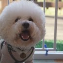 도담도담애견펜션 이미지