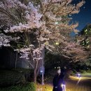 올해 벚꽃도 만개, 첫 수면 위내시경