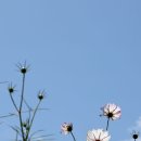 하늘꽃 - 고양시 덕양구 동산1로2길 5-20 | 하늘꽃
