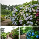 건국농원 | 제주도 수국 명소 4곳! 수국 개화 현황&amp; 축제 일정