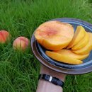 복상농장 이미지