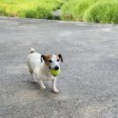 초면인.. 견(강아지)이... 나에게... 🐶 이미지