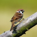 참새농장 이미지