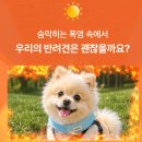 다온펫 | “강아지 산책하다 헥헥거린다면… 아이스링펫 써본 리얼후기”