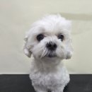 댕곤댕곤 이미지