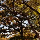 선정은하수꼬막마을 이미지