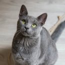 24시 바덴동물메디컬 이미지