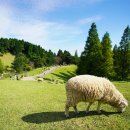 항구목장 | 고베여행코스 추천! 대자연 속에서 동물들을 만나는 [롯코산목장] (feat. 아이스크림)