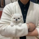 달링하이 강아지분양 창원점 이미지