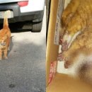 춘천 고양이집 이미지