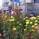 보림회타운 이미지