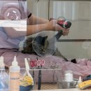 묘르신 | 천안 최고의 고양이미용실 묘르신 방문 후기(완전히 내돈내산)