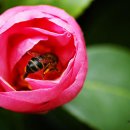 자연-꽃 이미지