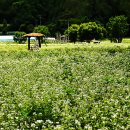 봉평메밀밭 이미지